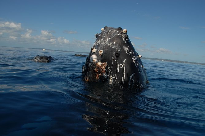 Fraser Island Whale Watch Encounter - How much value do you get for €115.44?