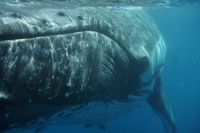 Fraser Island Whale Watch Encounter - From Hervey Bay pickup to the Great Sandy Straits Marina