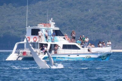 Freedom 3/4 Day Hervey Bay Premium Whale Watching Cruise