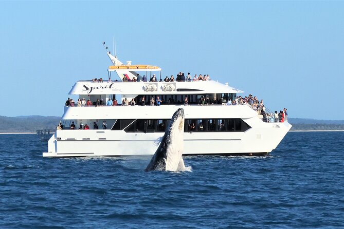 Freedom 3/4 Day Hervey Bay Premium Whale Watching Cruise - Price and the value of a three-quarter-day cruise