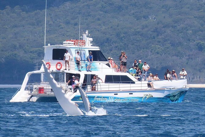 Freedom 3/4 Day Hervey Bay Premium Whale Watching Cruise - Watching humpbacks without rushing them