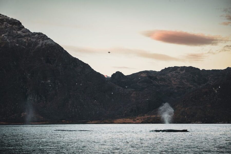 From Alta: Small Group Whale Watching by RIB - Why winter brings whales to Alta’s fjords