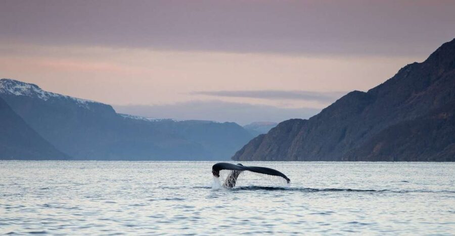 From Alta: Small Group Whale Watching by RIB - Getting ready for a fast RIB ride