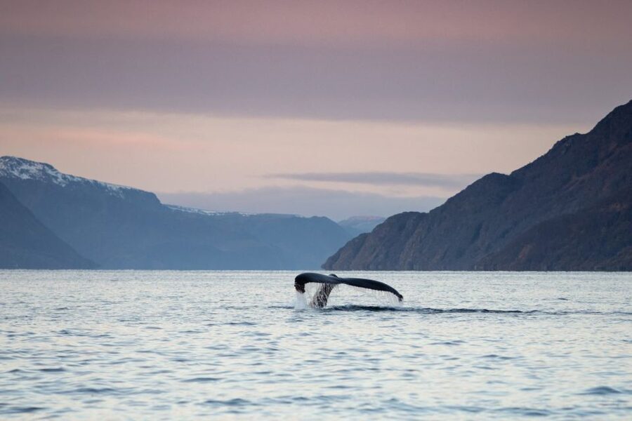 From Alta: Small Group Whale Watching by RIB - Searching the fjords for humpbacks and orcas