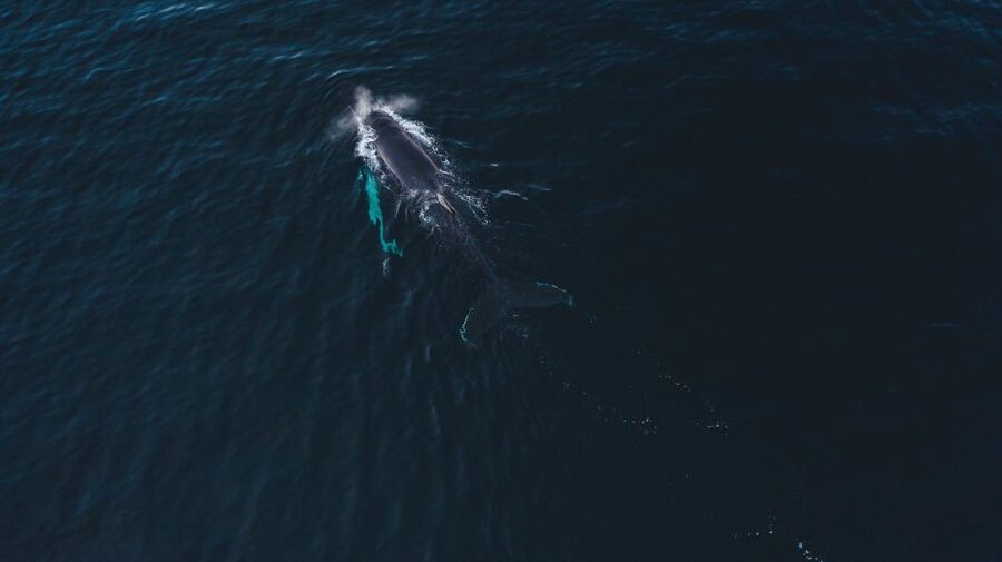 From Alta: Small Group Whale Watching by RIB - What the guide adds to the day
