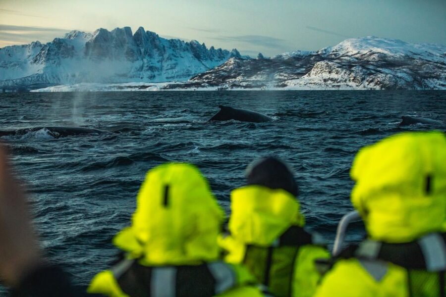 From Alta: Small Group Whale Watching by RIB - Who will enjoy this most?