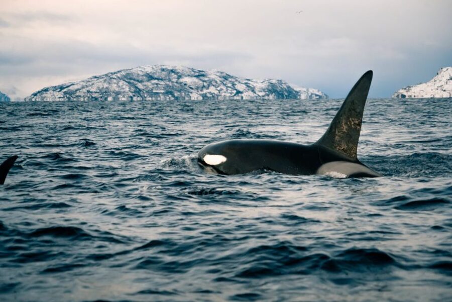 From Alta: Small Group Whale Watching by RIB - Starting in central Alta and reaching the right harbor