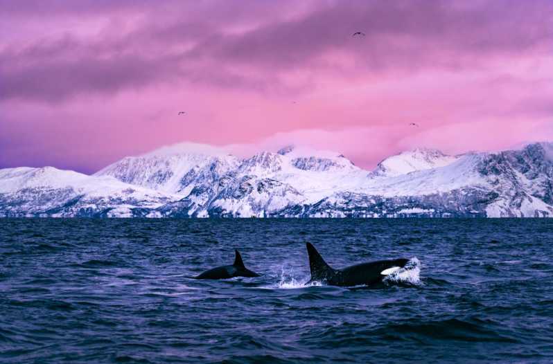 From Alta: Whale and Seabird Cruise - What the three-hour cruise feels like
