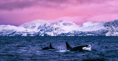 Alta: Whale and Seabird Cruise
