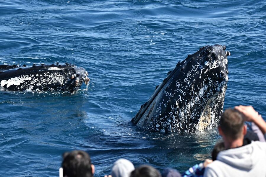 From Augusta: Whale Watching Award Winning Tour - Who should book this Augusta cruise?