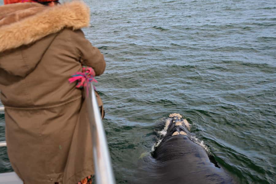 From Augusta: Whale Watching Award Winning Tour - A nursery for southern right whales