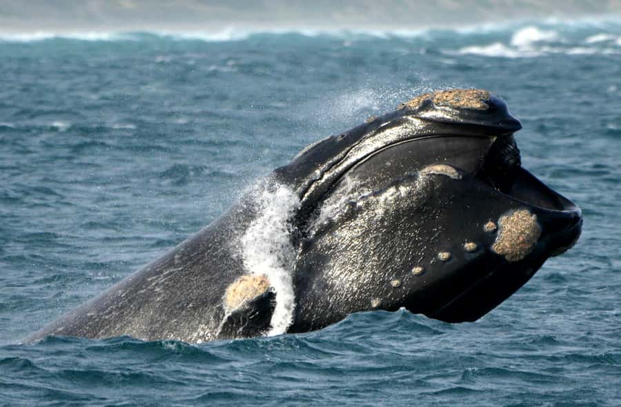 From Augusta: Whale Watching Award Winning Tour - Dolphins and seabirds add variety