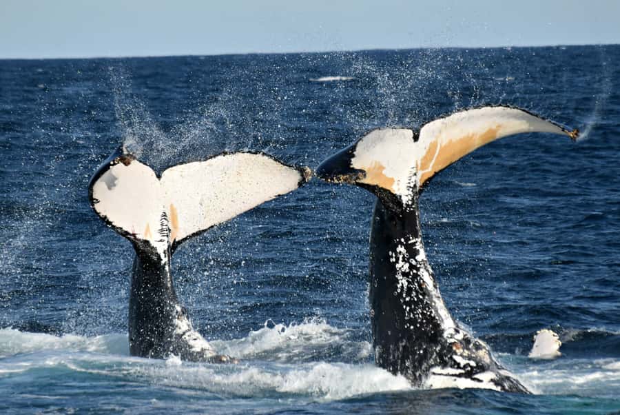 From Augusta: Whale Watching Award Winning Tour - What the professional photographer adds