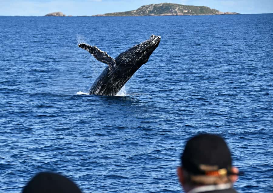 From Augusta: Whale Watching Award Winning Tour - Crew service and boat standards