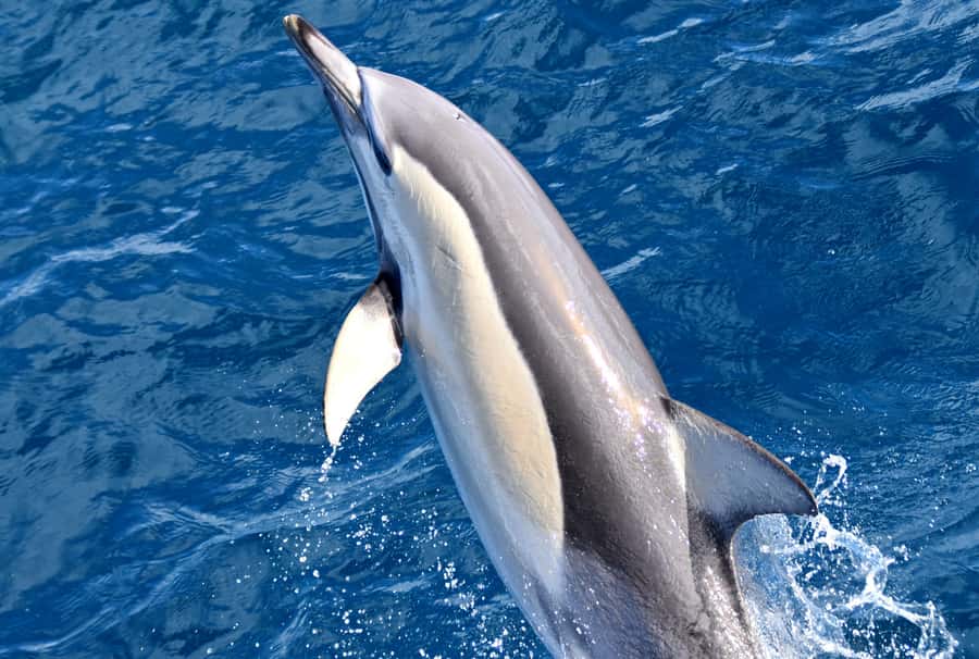 From Augusta: Whale Watching Award Winning Tour - Is $67 a fair price?