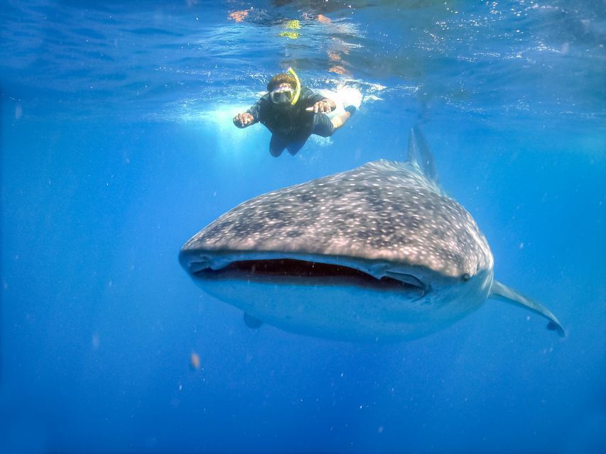 From Cabo: Snorkel with Whale Sharks in La Paz - Key points before you book