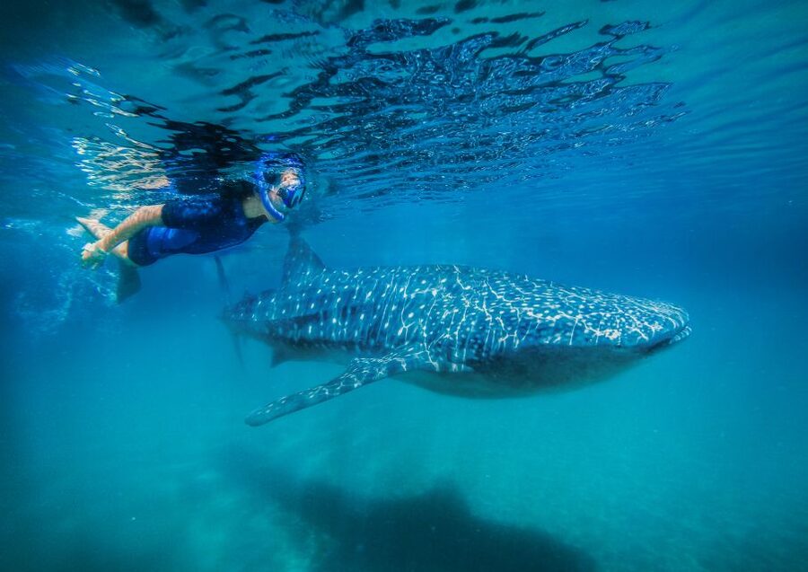 From Cabo: Snorkel with Whale Sharks in La Paz - Getting ready for the Sea of Cortés