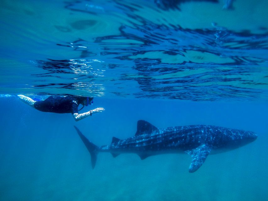 From Cabo: Snorkel with Whale Sharks in La Paz - What the whale shark encounter may feel like