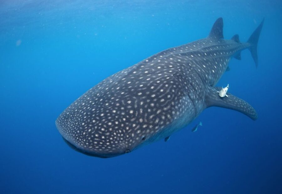 From Cabo: Snorkel with Whale Sharks in La Paz - Is $259 a fair price?