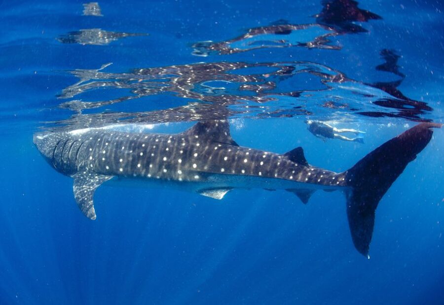 From Cabo: Snorkel with Whale Sharks in La Paz - Who should book this experience?
