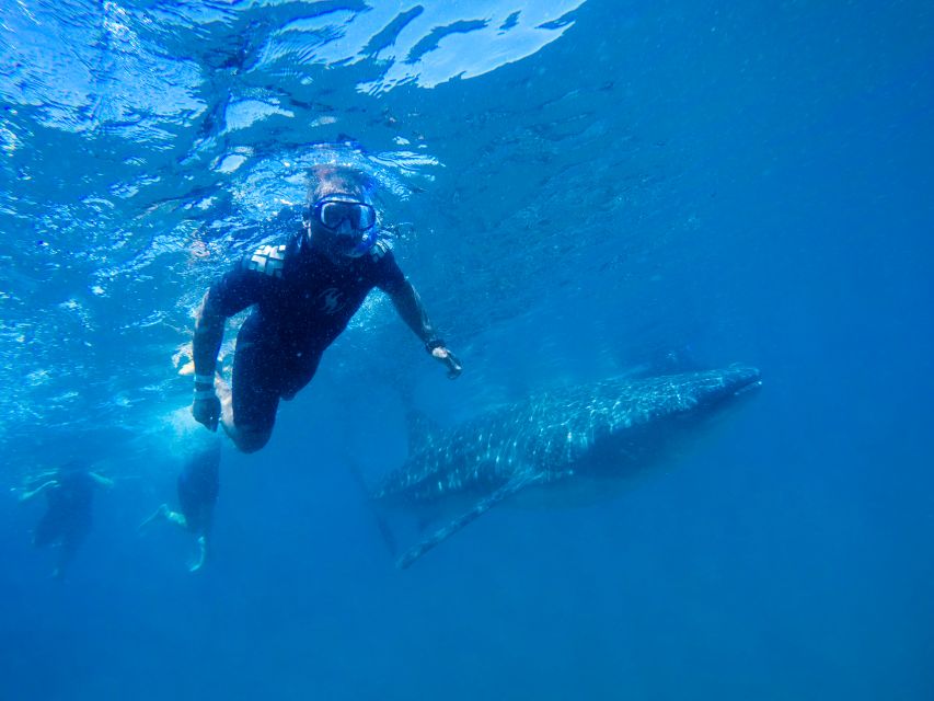 From Cabo: Snorkel with Whale Sharks in La Paz - Should you book the whale shark trip from Cabo?