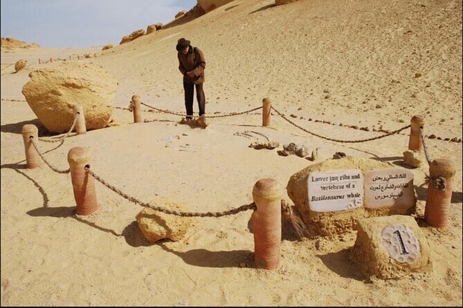 From Cairo to Whales Valley and Wadi El Rayan Waterfalls - Key points to know before booking
