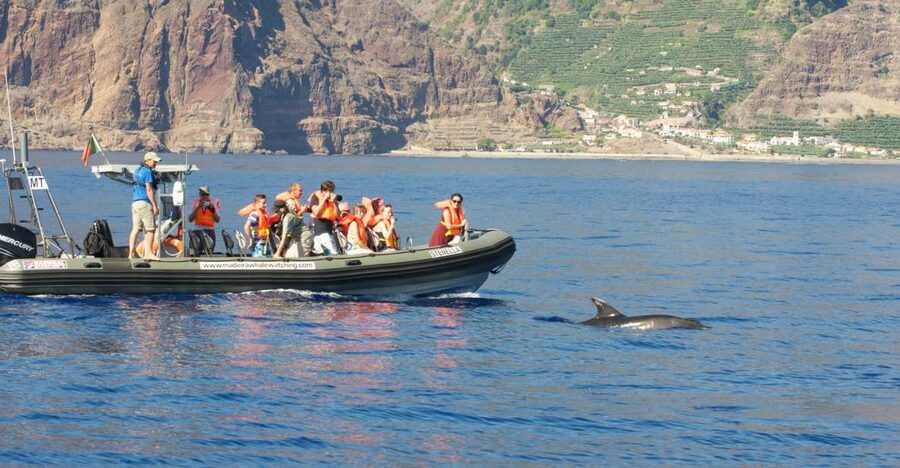From Calheta: Madeira Whale and Dolphin Watching Boat Tour - Key points before you book