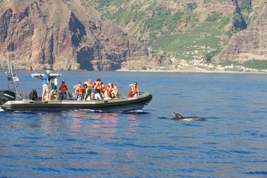 From Calheta: Madeira Whale and Dolphin Watching Boat Tour - Leaving Calheta Marina for open water
