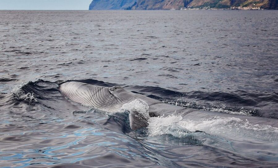 From Calheta: Madeira Whale and Dolphin Watching Boat Tour - What a close encounter feels like