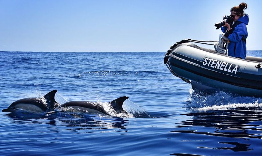 From Calheta: Madeira Whale and Dolphin Watching Boat Tour - Riding the speedboat along Madeira’s coast