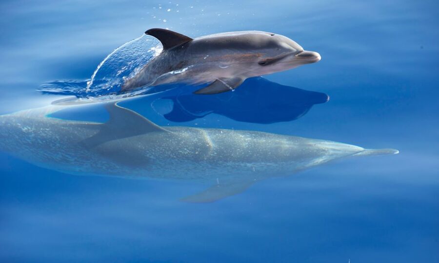 From Calheta: Madeira Whale and Dolphin Watching Boat Tour - Is $67 a fair price for two hours?