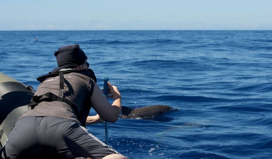 From Calheta: Madeira Whale and Dolphin Watching Boat Tour - The first search for dolphins and whales