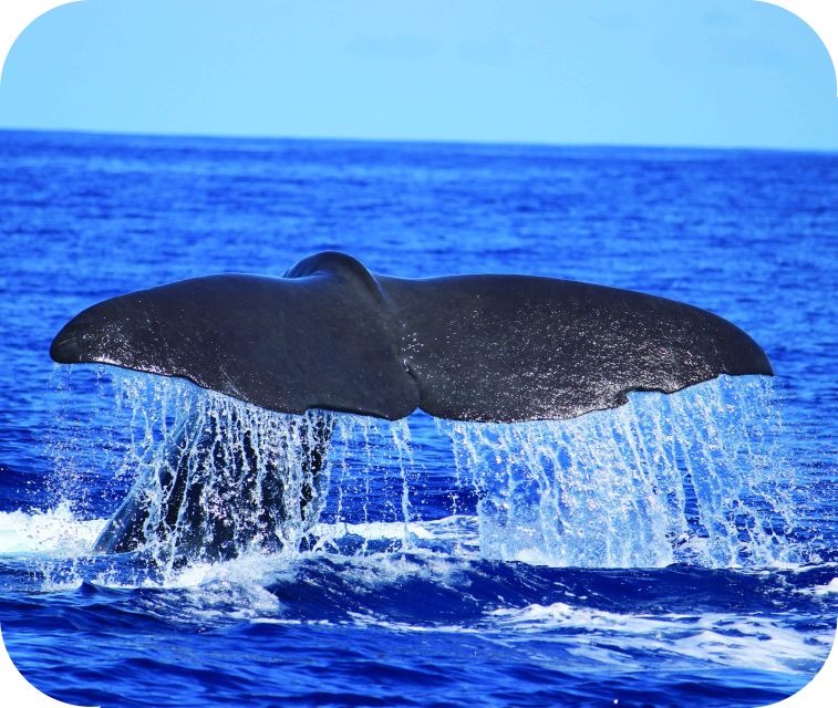 From Calheta: Whale and Dolphin Watching RIB Boat Tour - Key points to know before booking
