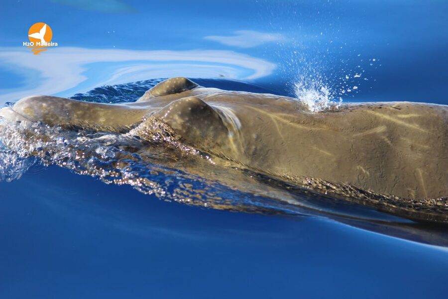 From Calheta: Whale and Dolphin Watching RIB Boat Tour - Practical packing advice from Calheta