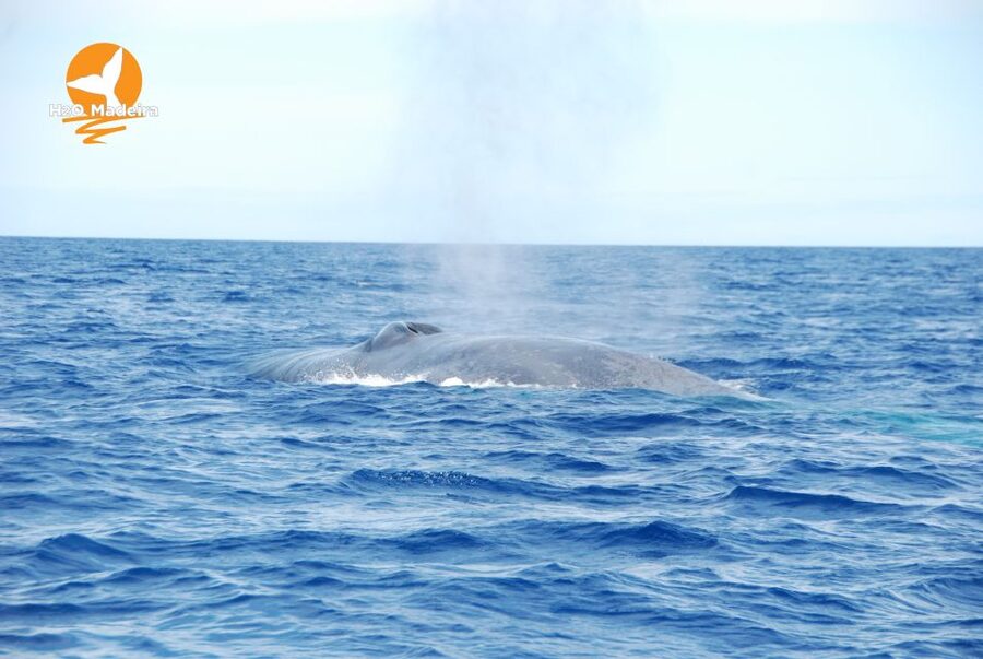 From Calheta: Whale and Dolphin Watching RIB Boat Tour - Leaving Calheta Marina for the Atlantic