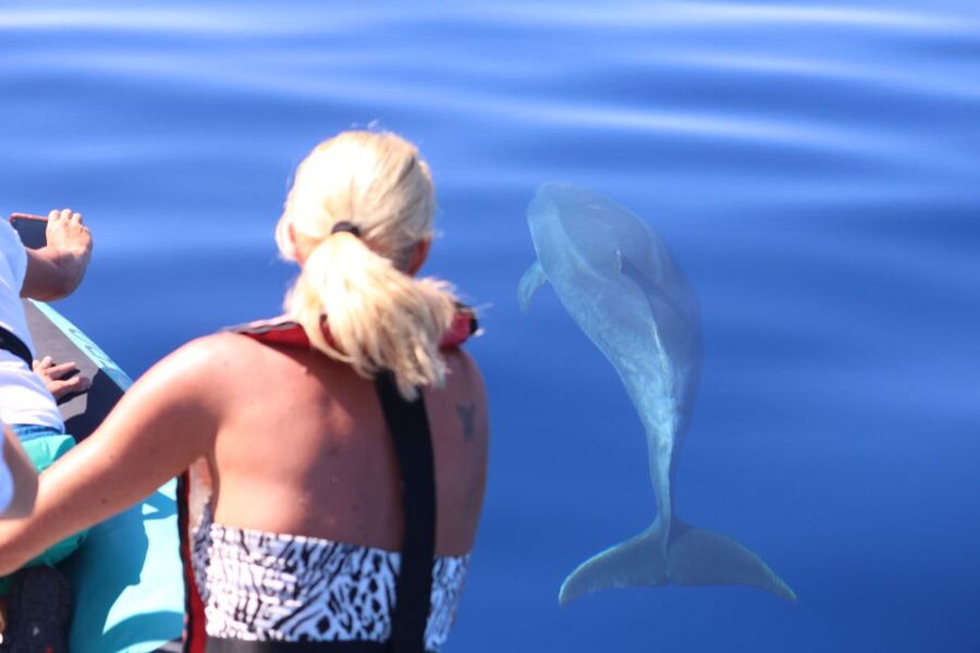 From Calheta: Whale and Dolphin Watching RIB Boat Tour - Finding dolphins and whales with a live spotter