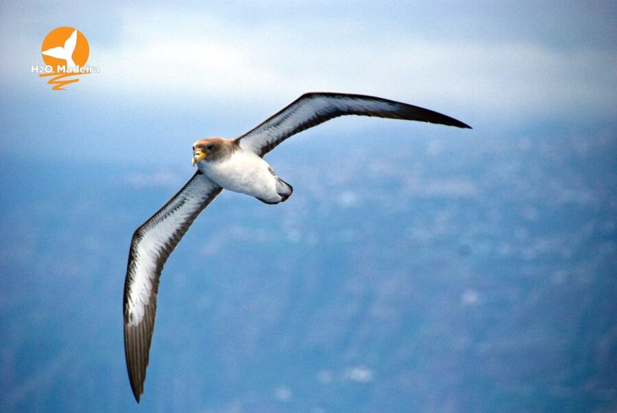 From Calheta: Whale and Dolphin Watching RIB Boat Tour - Respecting wildlife instead of chasing it
