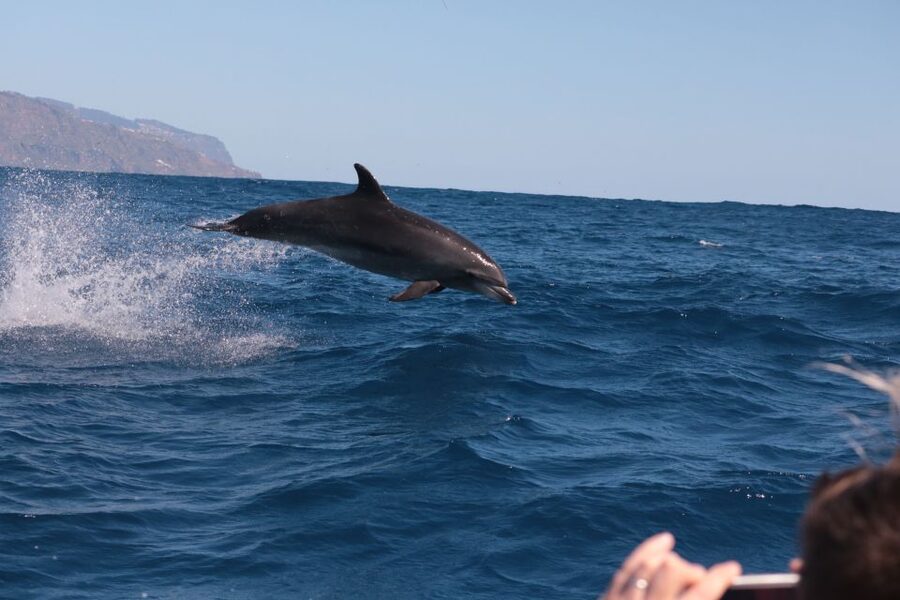 From Calheta: Whale and Dolphin Watching RIB Boat Tour - What the two-hour itinerary feels like