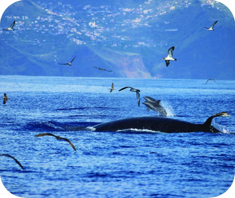 From Calheta: Whale and Dolphin Watching RIB Boat Tour - The value of the $70 price