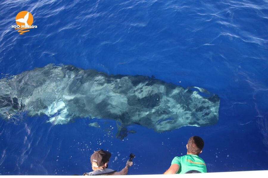 From Calheta: Whale and Dolphin Watching RIB Boat Tour - Who should book this Calheta boat trip