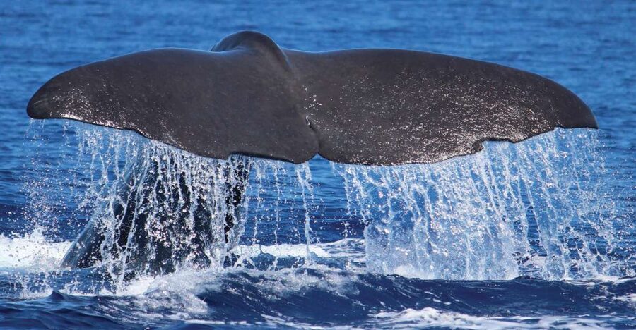From Calheta: Whale and Dolphin Watching RIB Boat Tour - Why the RIB boat changes the outing