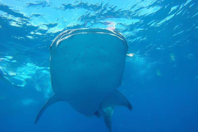 From Cancún: Half-Day Snorkeling with Whale Sharks - Key points to know before booking
