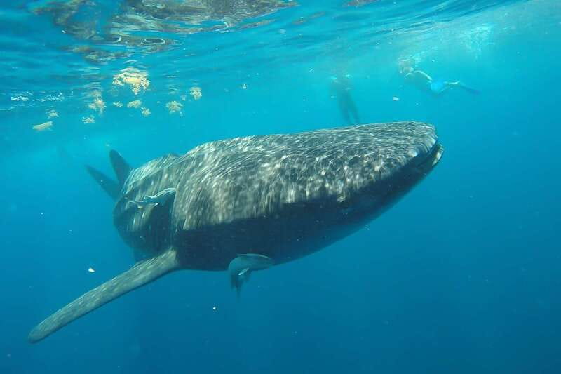 From Cancún: Half-Day Snorkeling with Whale Sharks - Who should book this experience