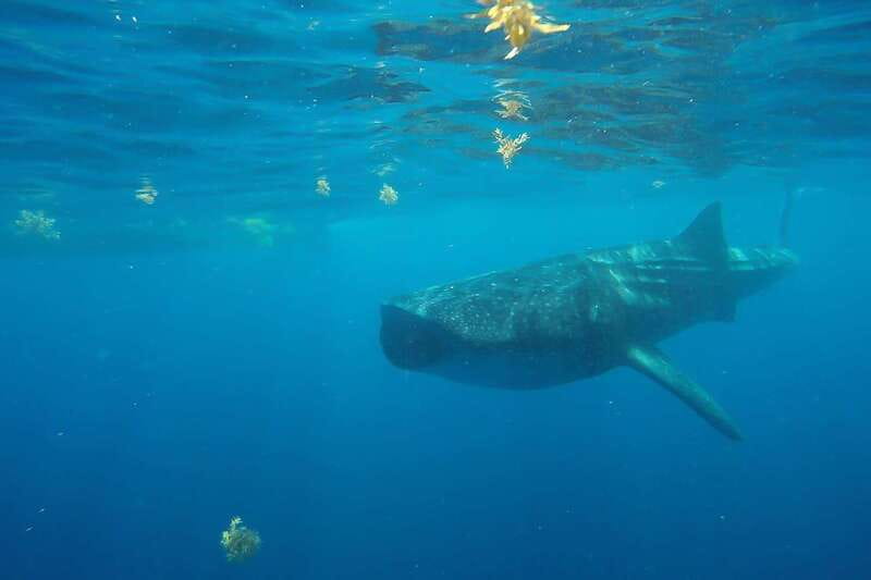 From Cancún: Half-Day Snorkeling with Whale Sharks - Timing, weather, and what to pack