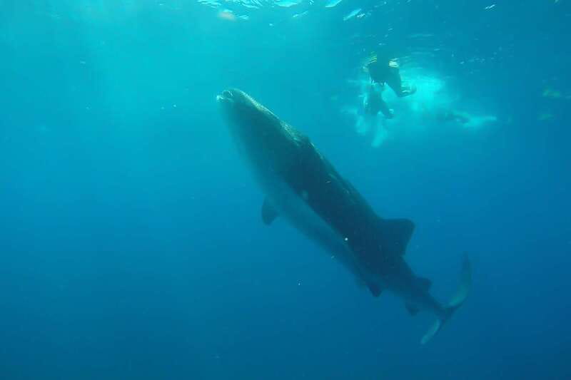 From Cancún: Half-Day Snorkeling with Whale Sharks - From Cancún hotels to the Punta Sam marina