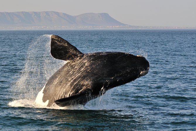 From Cape Town: Full Day Guided Hermanus and Whale Tour - Key points to know before you book
