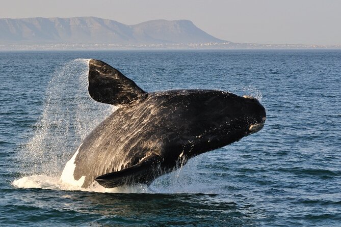 From Cape Town: Full Day Guided Hermanus and Whale Tour - Shore-based whale watching in Hermanus