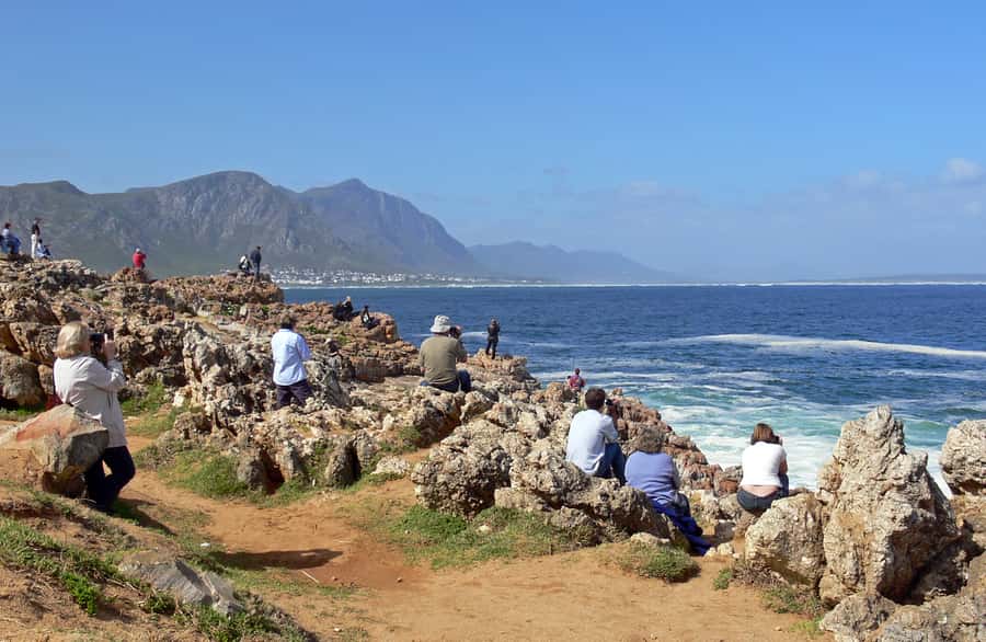From Cape Town: Full Day Hermanus Whale Watching Tour - Key points to know before you book