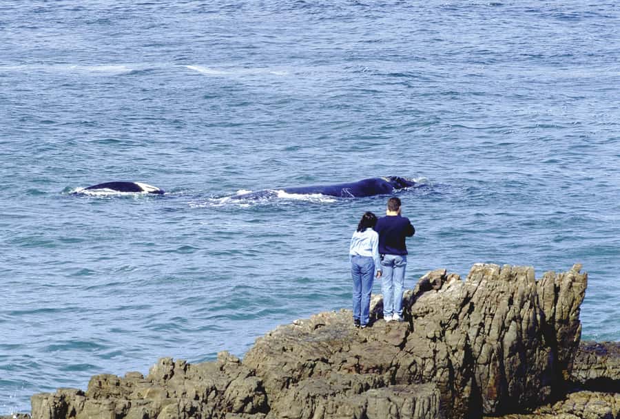 From Cape Town: Full Day Hermanus Whale Watching Tour - Why Hermanus is the reason to take this tour