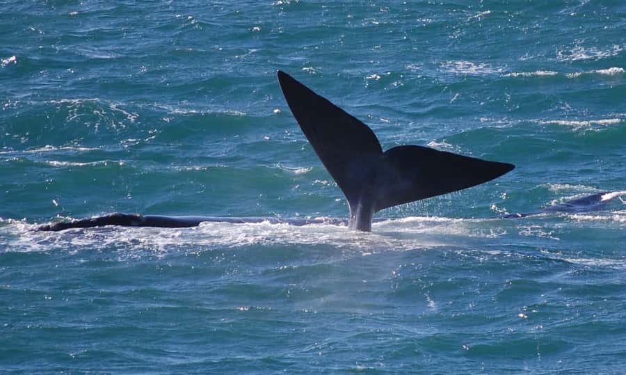From Cape Town: Full Day Hermanus Whale Watching Tour - Mountain views, Betty’s Bay, and the coastal road